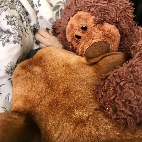 Meet your Posher, Brandy - Picture 1 of 1